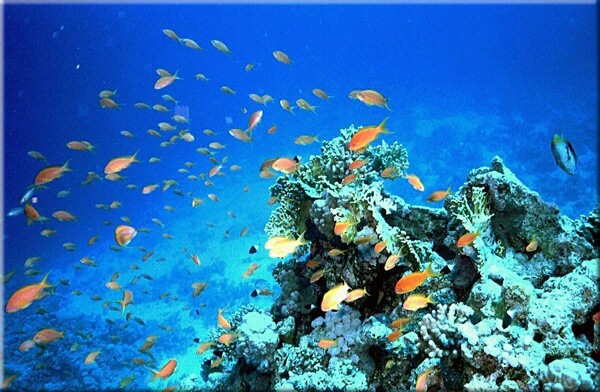 Snorkelen hurghada snorkelen_hurghada.jpg