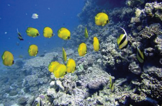 duikschool_hurghada.jpg